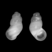 Nodulus spiralis 